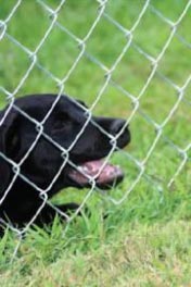 Fence Image 2